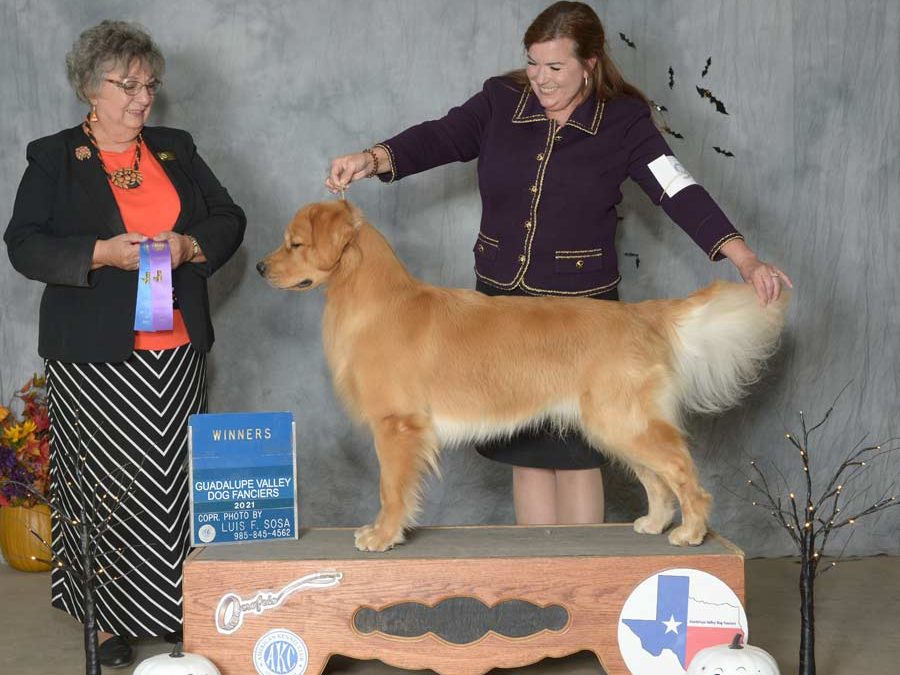 Bogie gets first point for 12-18 month boy puppy class in Belton, TX (Oct. 29, 2021)