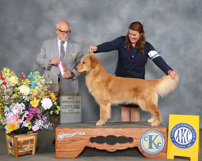 Boogie takes Best of Opposite Sex AND Winners Dog in Claremore OK (Apr. 3, 2022)