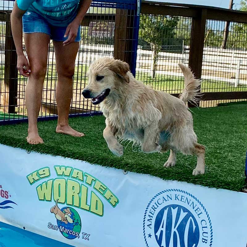 Dog jumping off of a dock