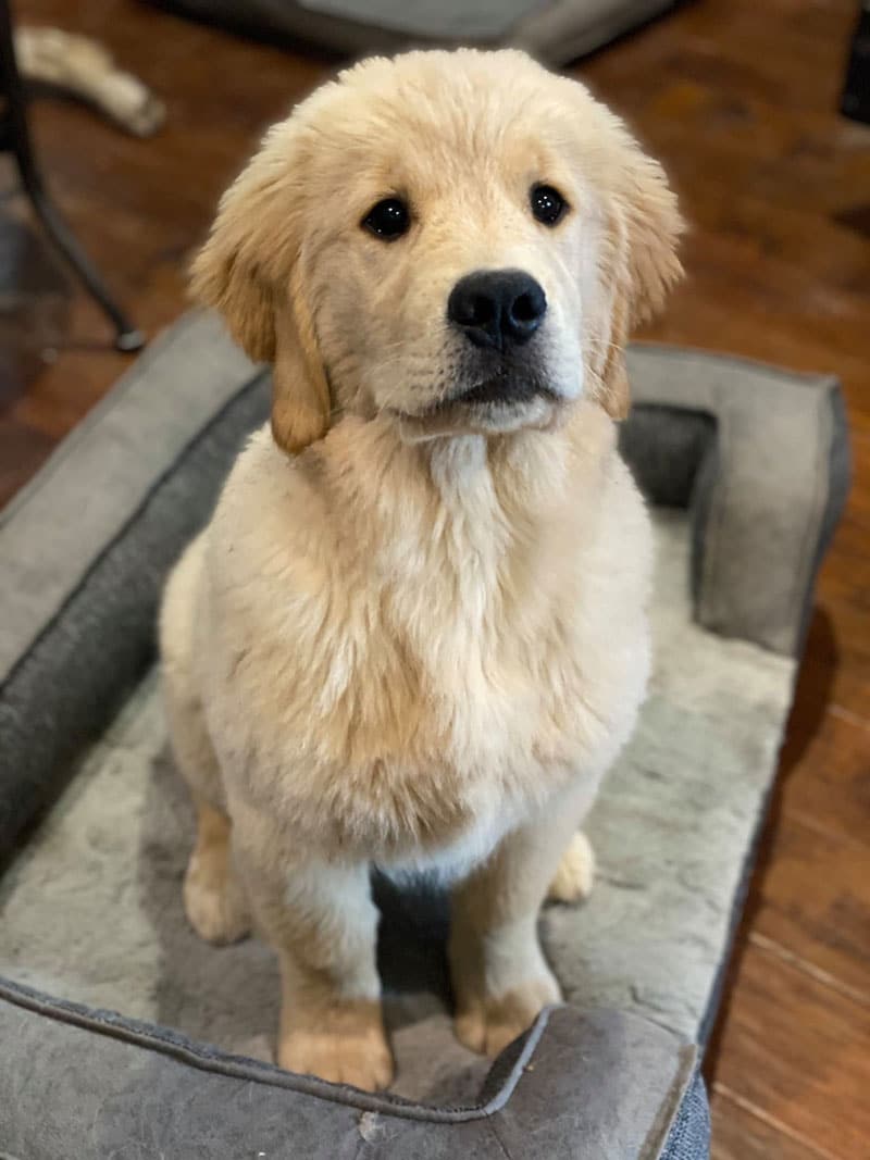 Cute puppy sitting in gray dog bed