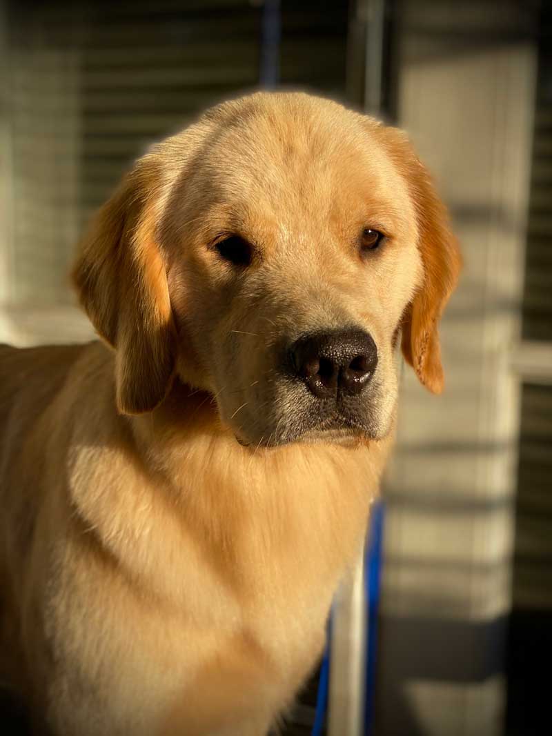 Beautiful golden retriever