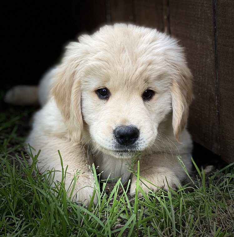 Cute golden retriever puppy