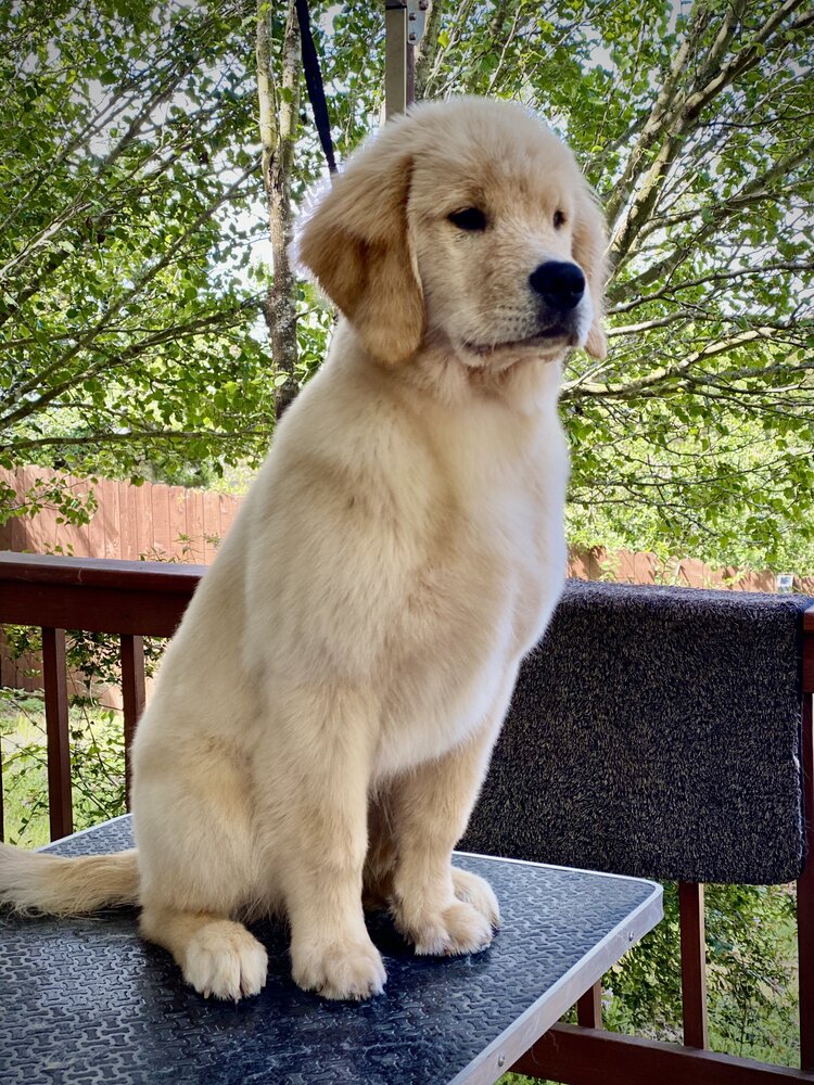 Golden retriever puppy sitting on grooming table