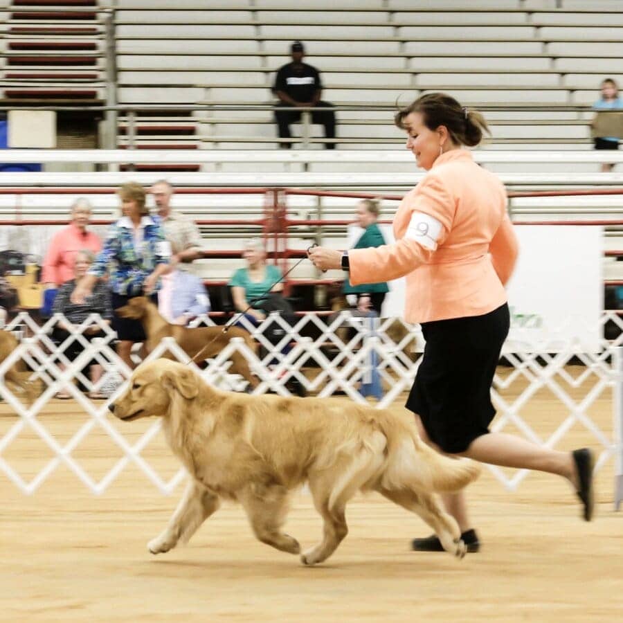 Colt - 2018-08 - Colt in the Show Ring with Jackie