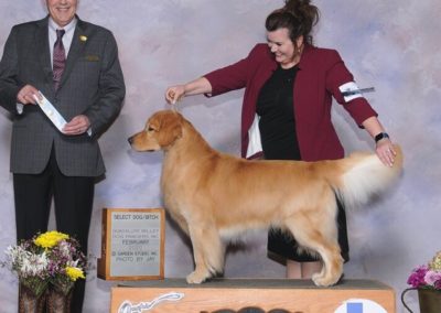 Colt 2020-02 Select Dog