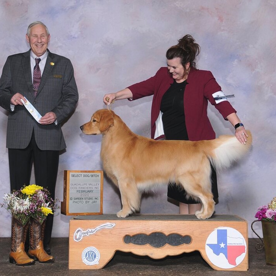 Colt 2020-02 Select Dog
