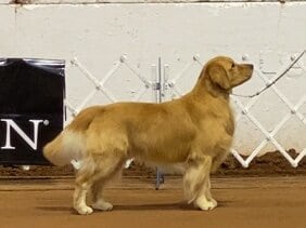 Colt - 2020-06 - Best of Breed working on Grand Championship
