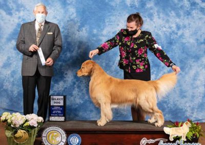 Woman posing golden retriever on a stand next to a judge holding ribbon