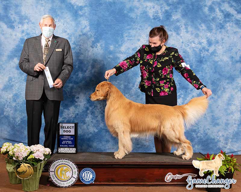 Woman posing golden retriever on a stand next to a judge holding ribbon