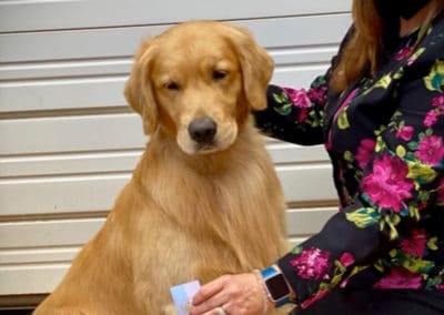Woman holding a ribbon in front of a female golden retriever