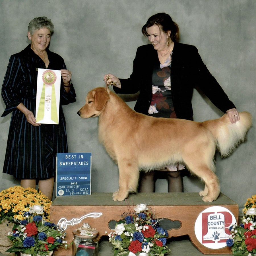 Woman standing behind a golden retriever winning an award