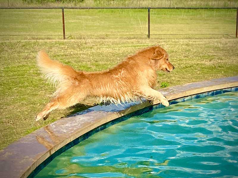 Wet dog jumping in a blue-green pool