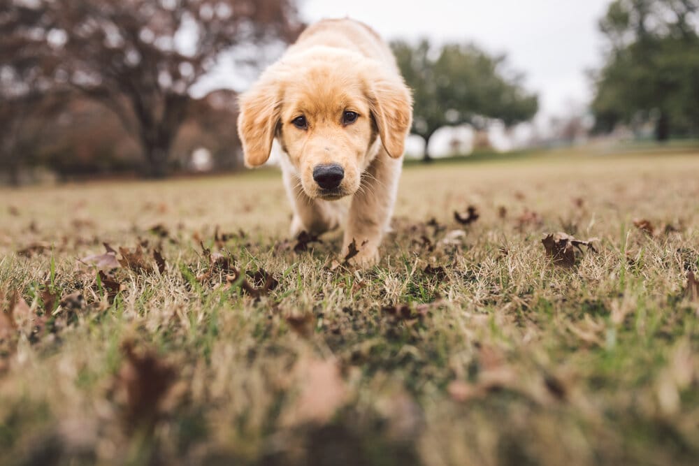Cute puppy walking towards camera on grass