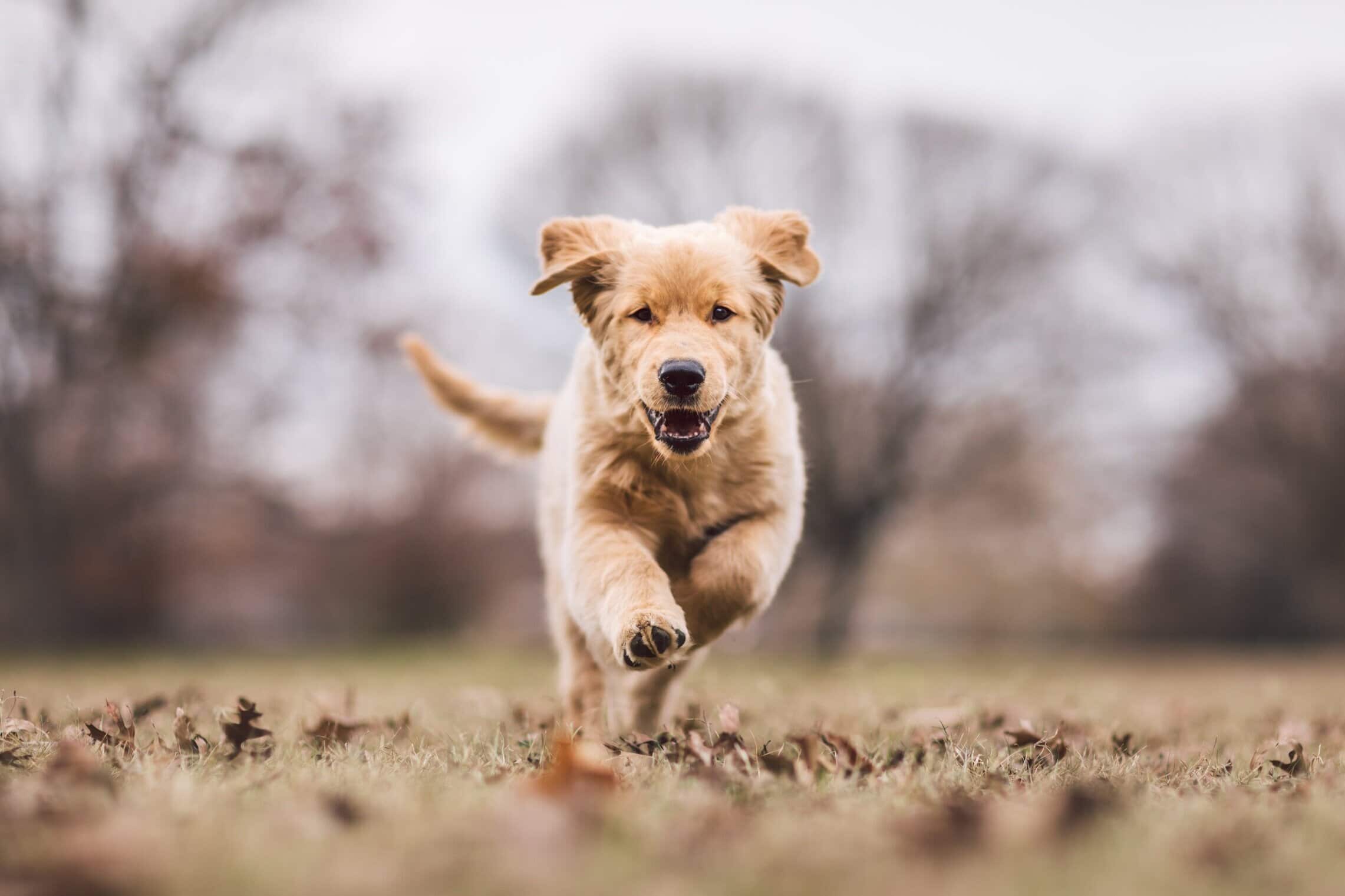 Cute golden retriever puppy running