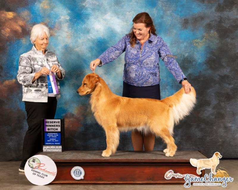 Gisele - 2021-09 wins Reserve Winner's Bitch (12 months) in Amarillo TX