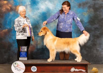 Monroe - 2021-09 Best of Breed, Amarillo TX