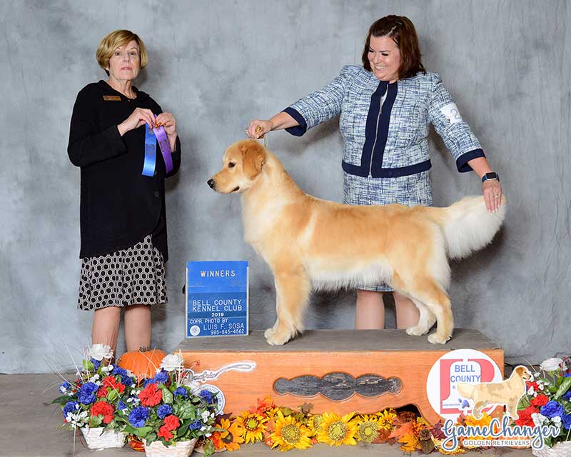 Monroe - GR - 2019-10 - Winners Bitch 9-12 month puppy class