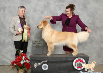 Monroe - Golden Retriever - 2020-03 - Best in Sweepstakes