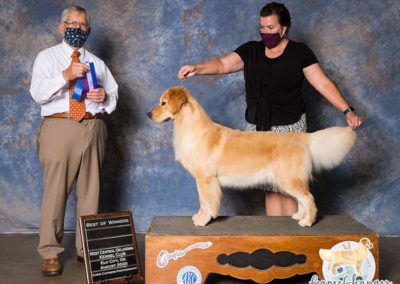 Monroe - Golden Retriever - 2020-08 - Best of Winners