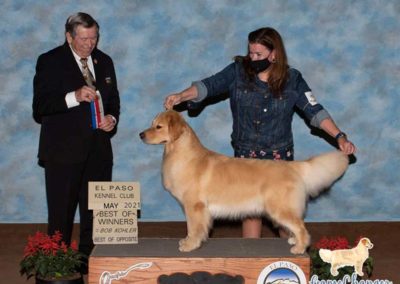 Woman posing golden retriever on a stand next to a judge holding ribbons
