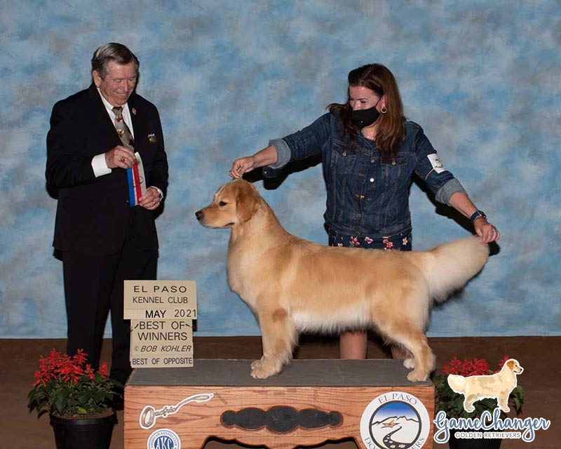 Woman posing golden retriever on a stand next to a judge holding ribbons