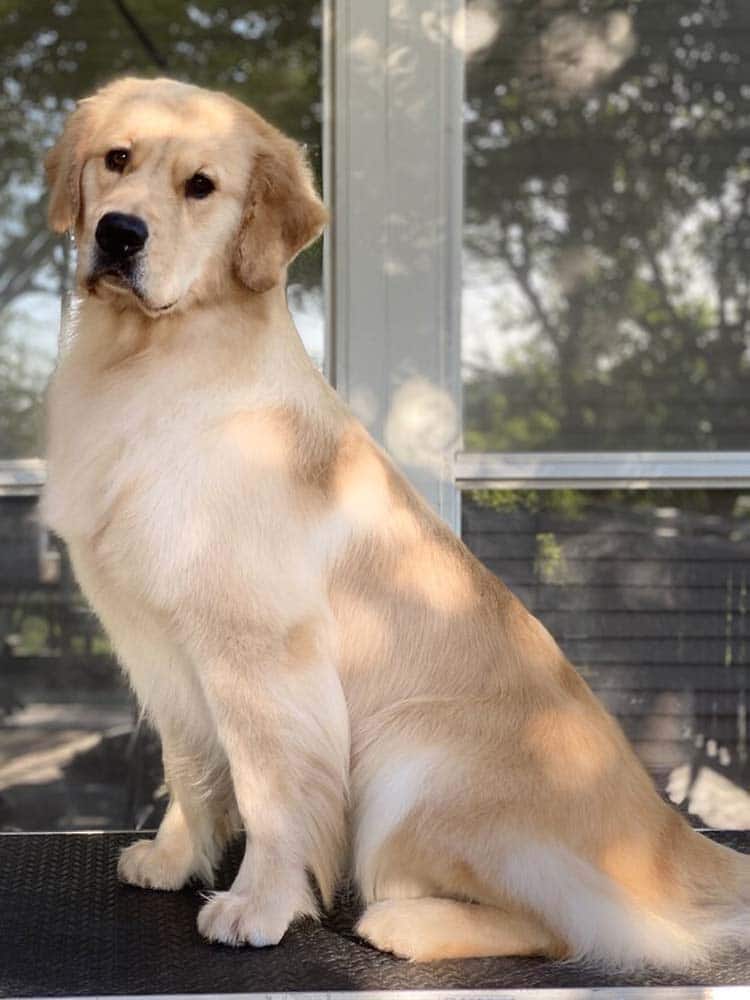 Dog sitting on grooming table