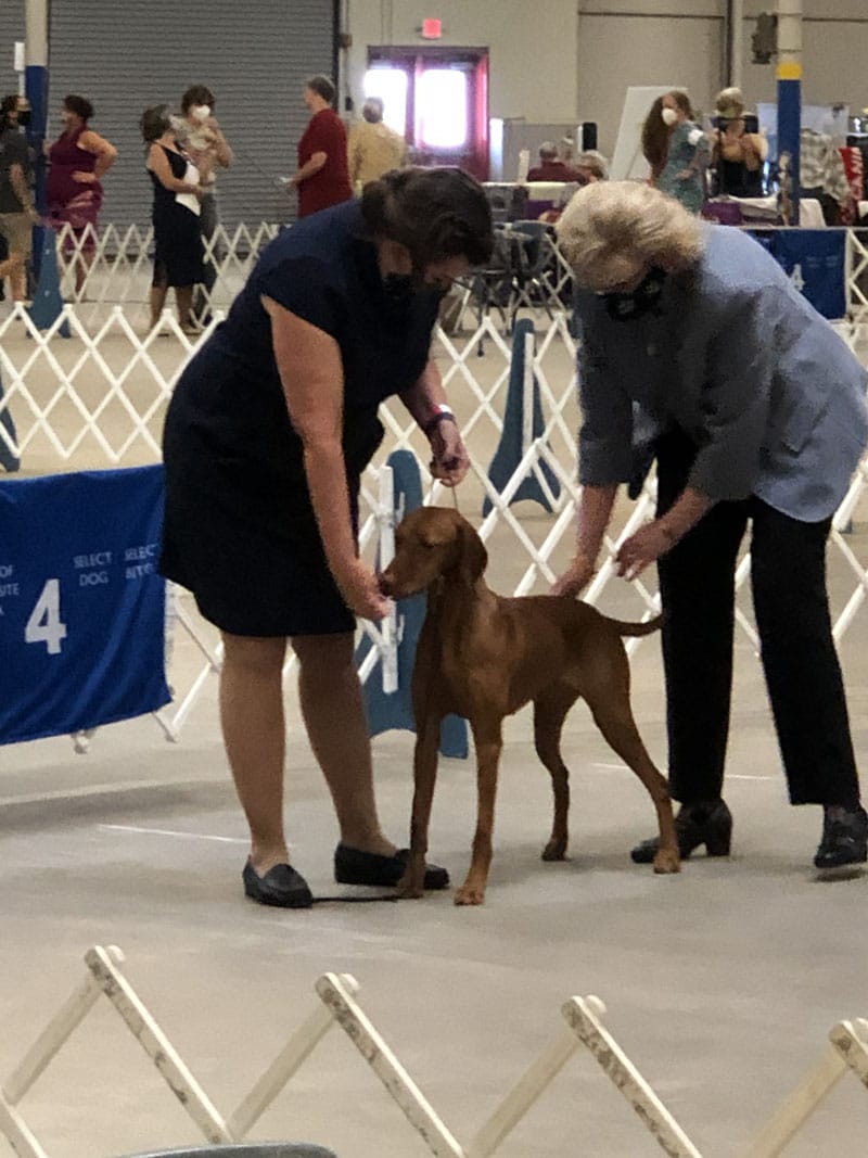 Women checking on beautiful Vizsla in show ring