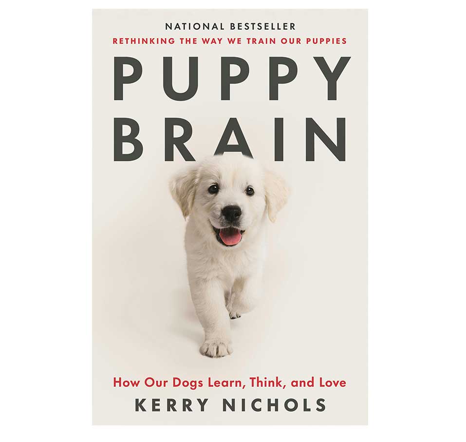 Puppy-Brain
