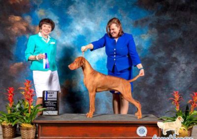 Reacher - Vizsla - 2019-07 - Best of Winners
