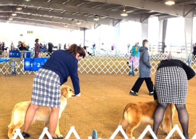 Women in a ring wiht golden retrievers