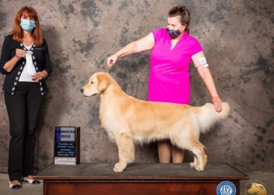 Wyatt - 2020-09-06 - Major Win - Select Dog-Grand Champion