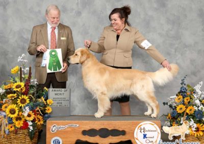 Wyatt - Golden Retriever - 2019-04 - Select Dog Golden Retriever Specialty