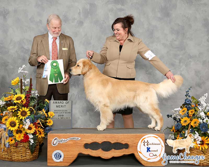 Wyatt - Golden Retriever - 2019-04 - Select Dog Golden Retriever Specialty