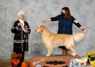 Wyatt - Golden Retriever - 2020 - NEW Grand Champion - Best of Opposite Sex