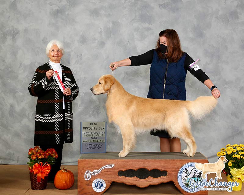 Wyatt - Golden Retriever - 2020 - NEW Grand Champion - Best of Opposite Sex