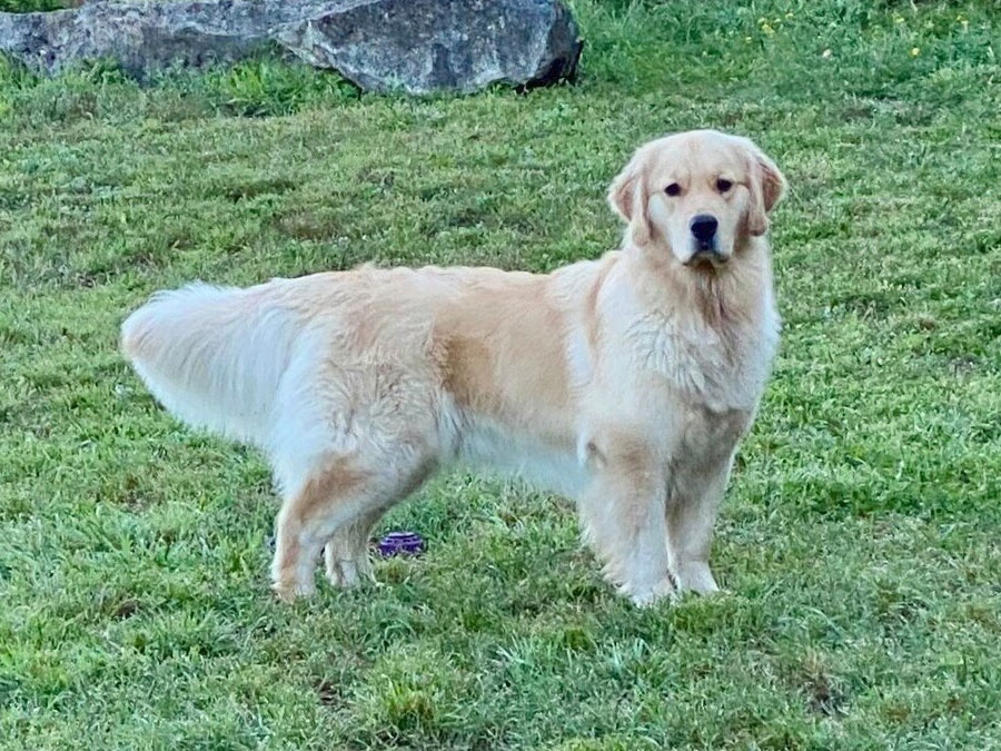 Dog on green grass